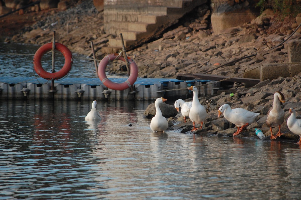 Гуска китайська (свійська) - ML647341732