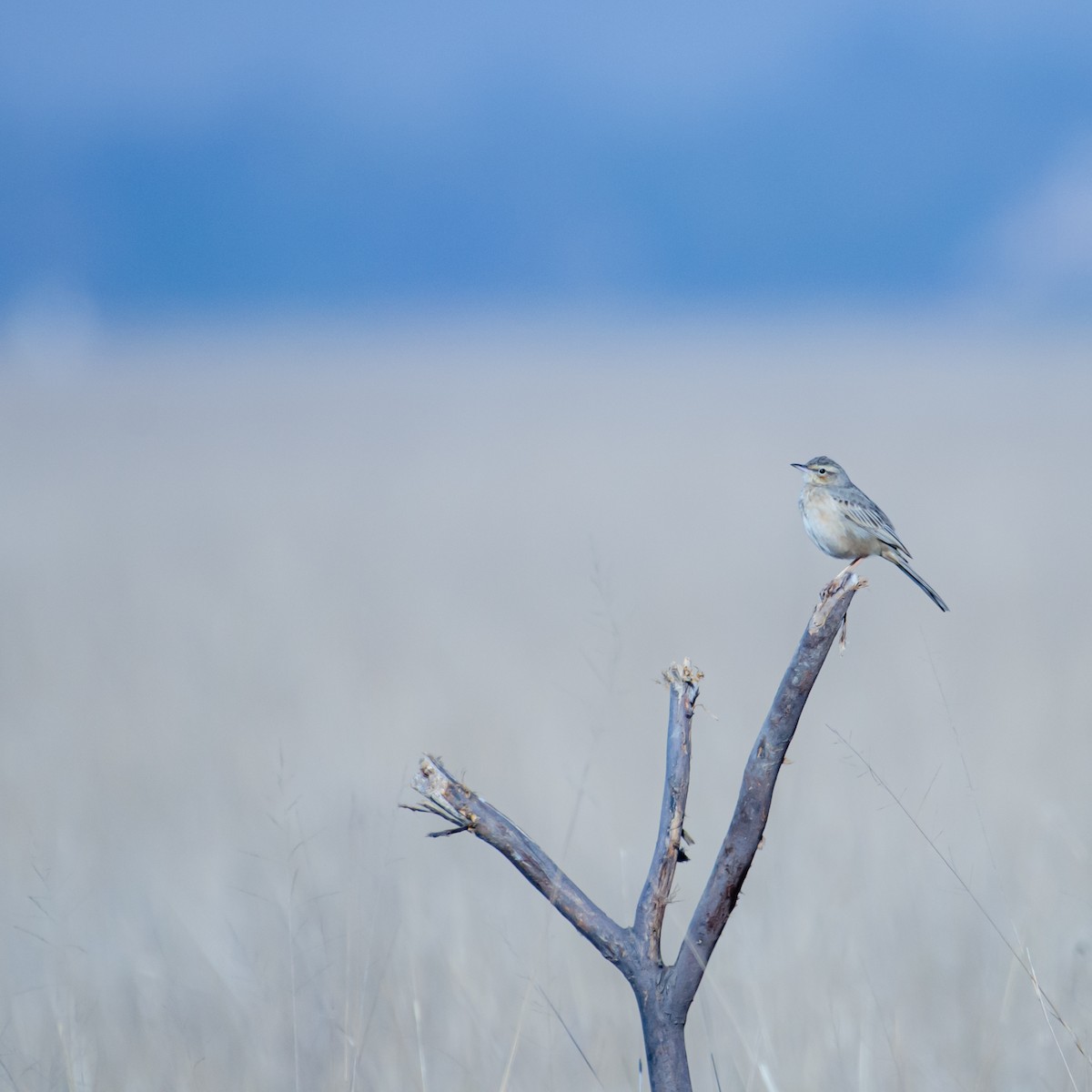 Bisbita Piquilargo - ML647341733