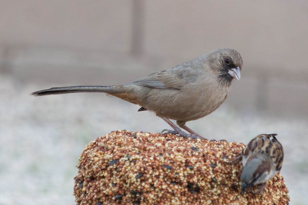 Toquí de Abert - ML647341742