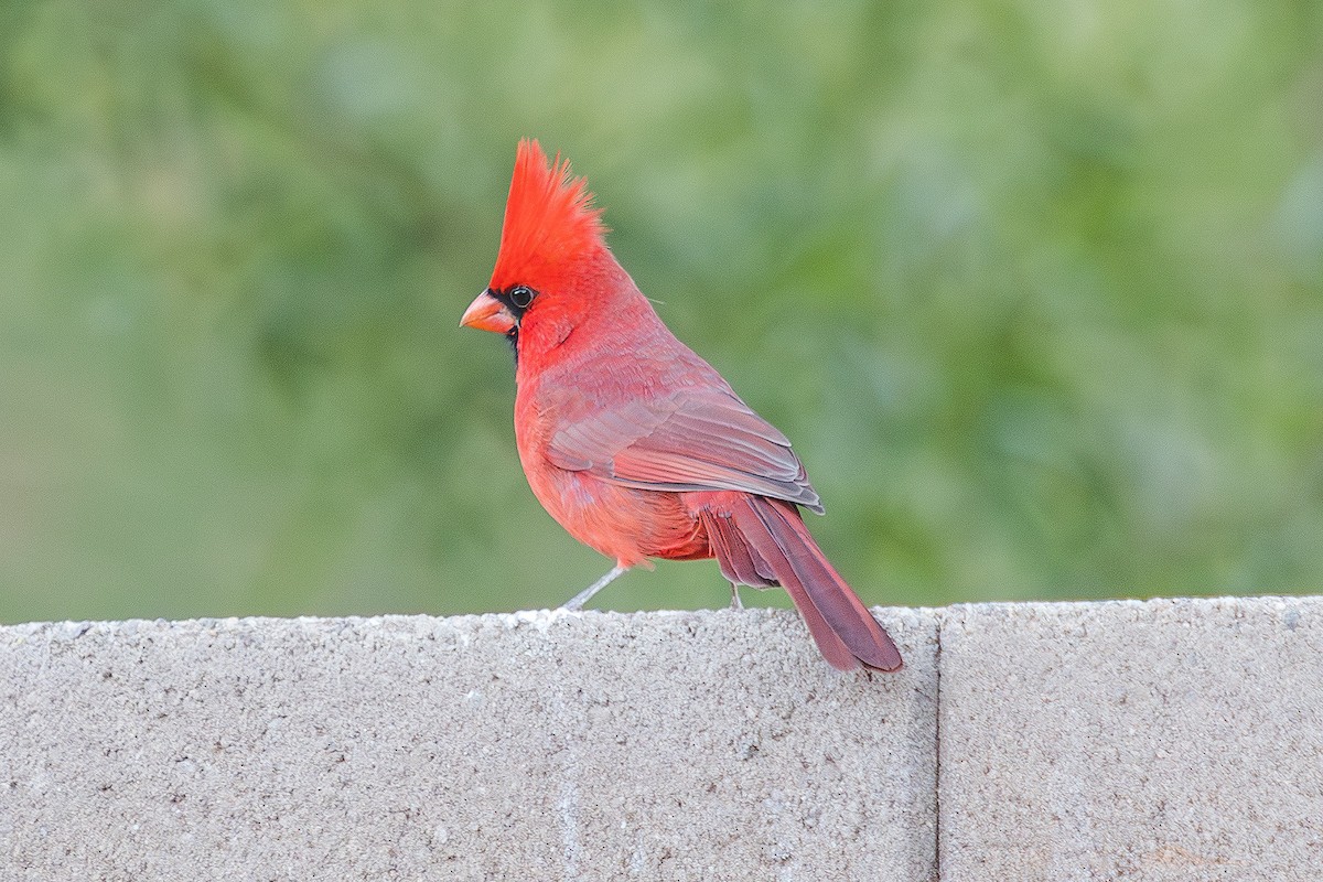 Cardenal Norteño - ML647341743
