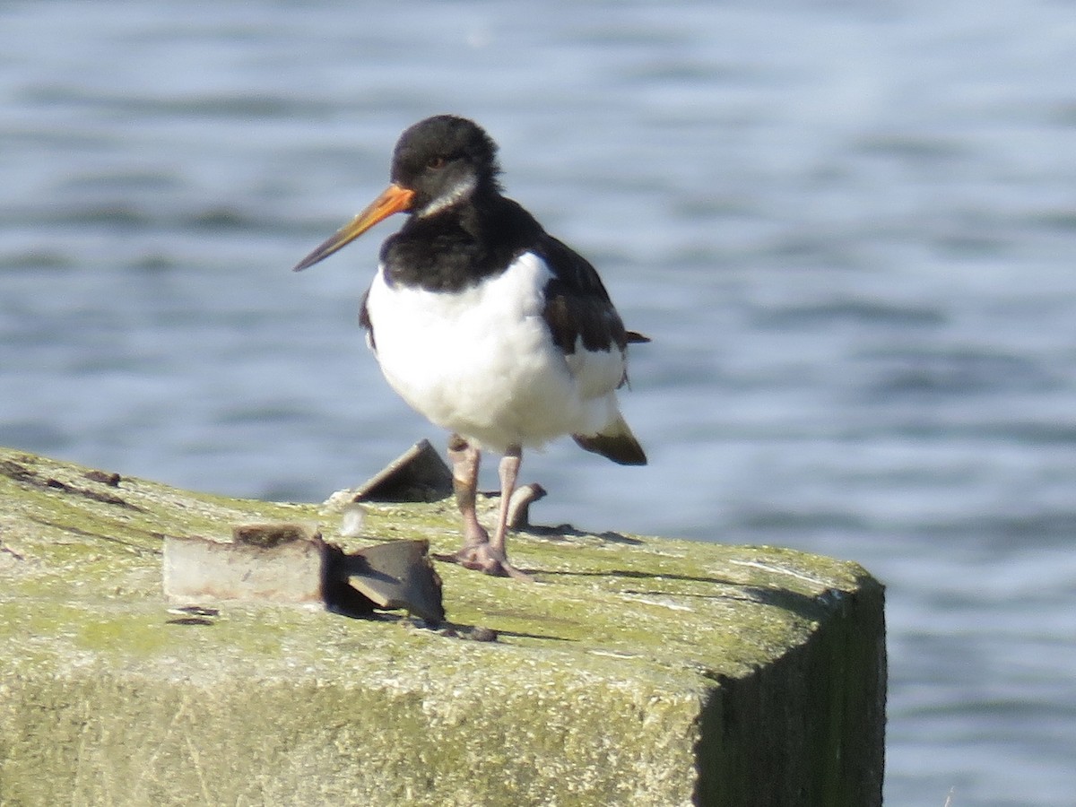 Ostrero Euroasiático - ML647341744