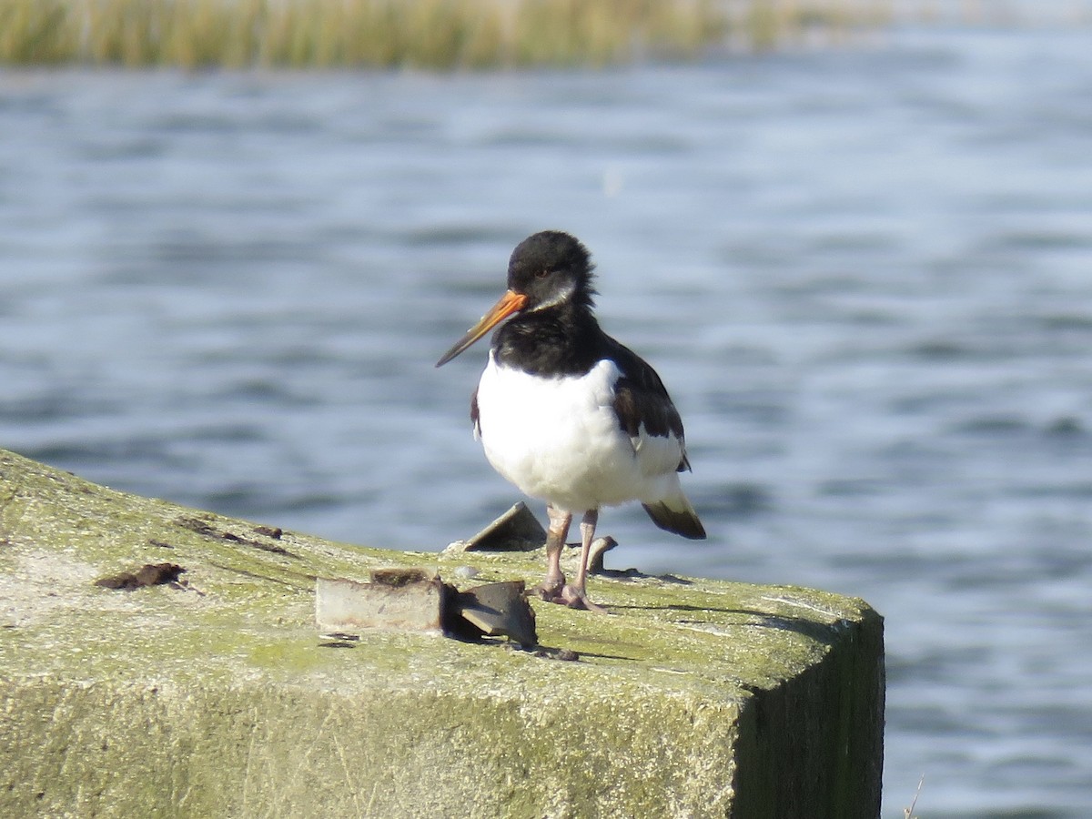 Ostrero Euroasiático - ML647341745