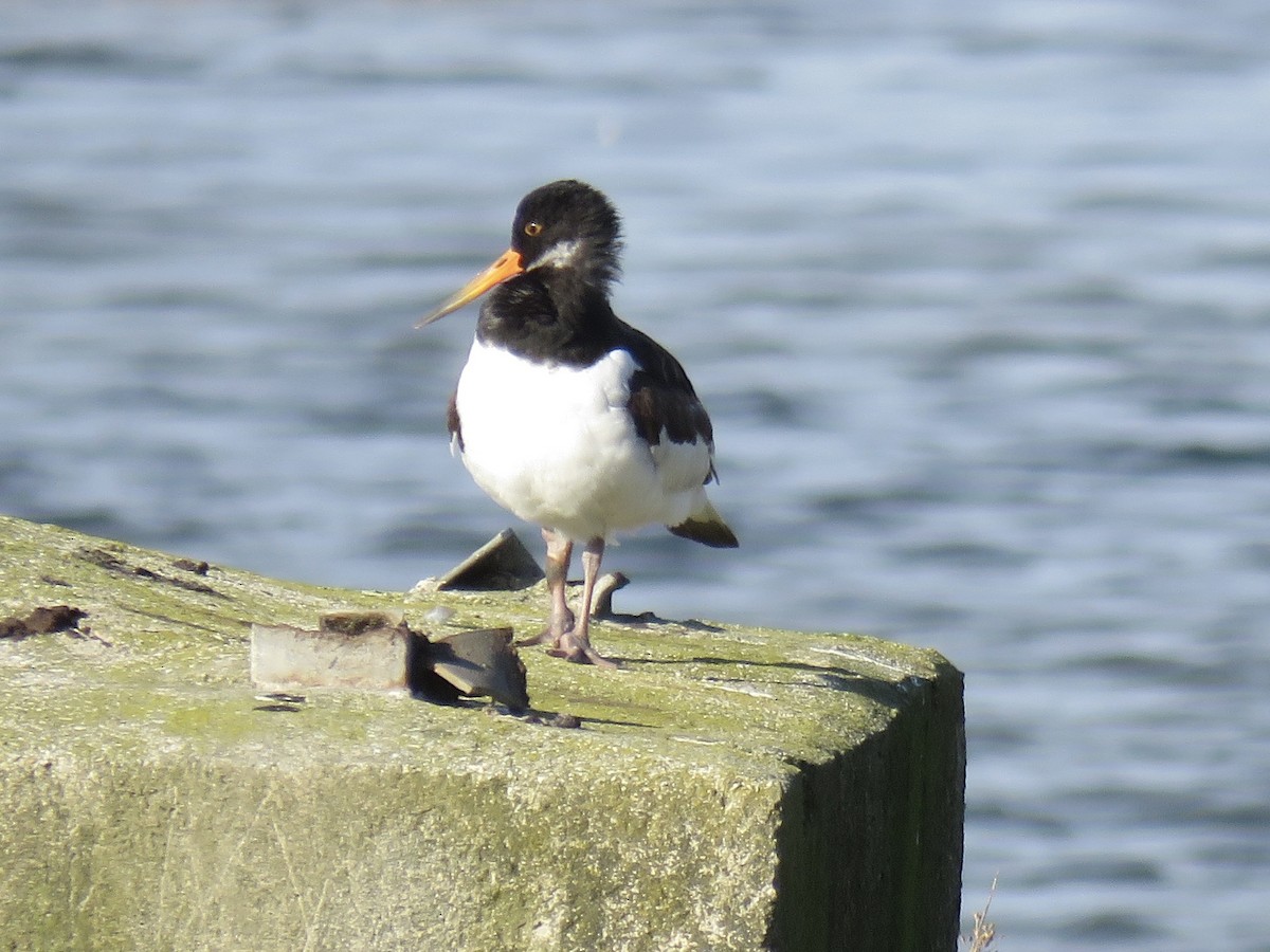 Ostrero Euroasiático - ML647341746