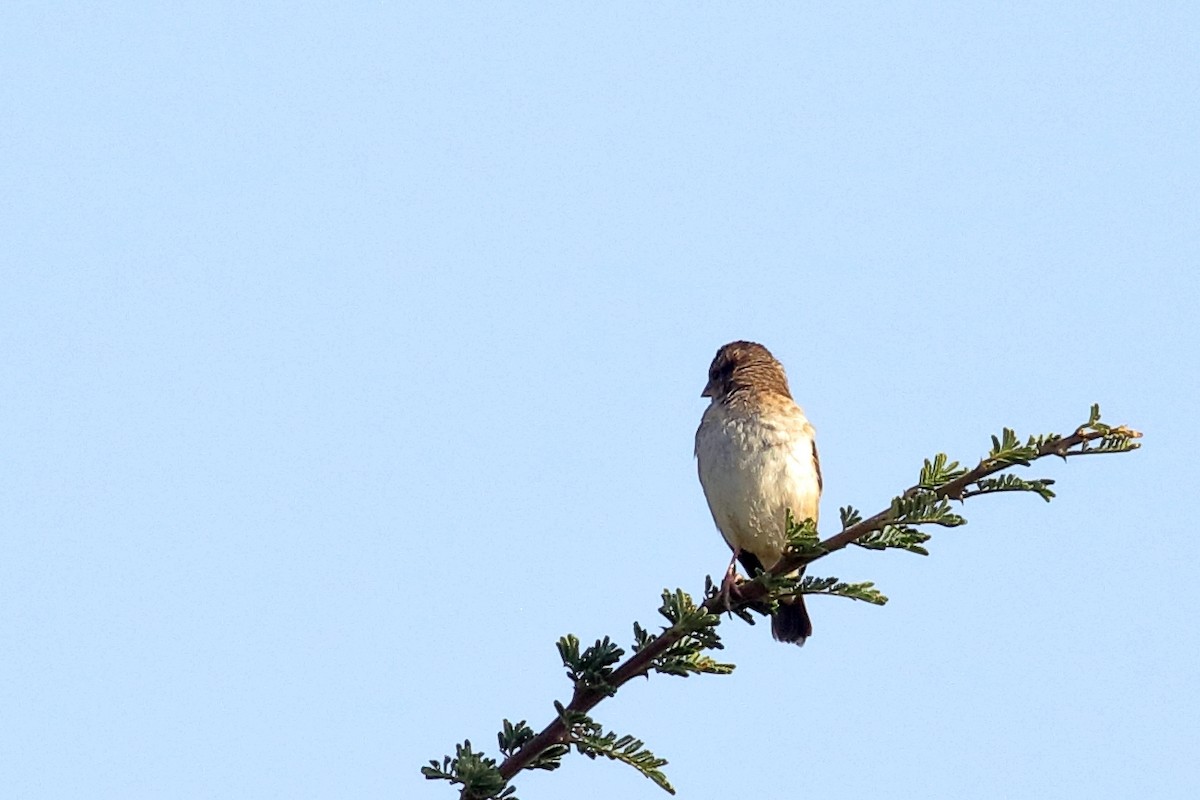 Papamoscas Gris - ML647341749