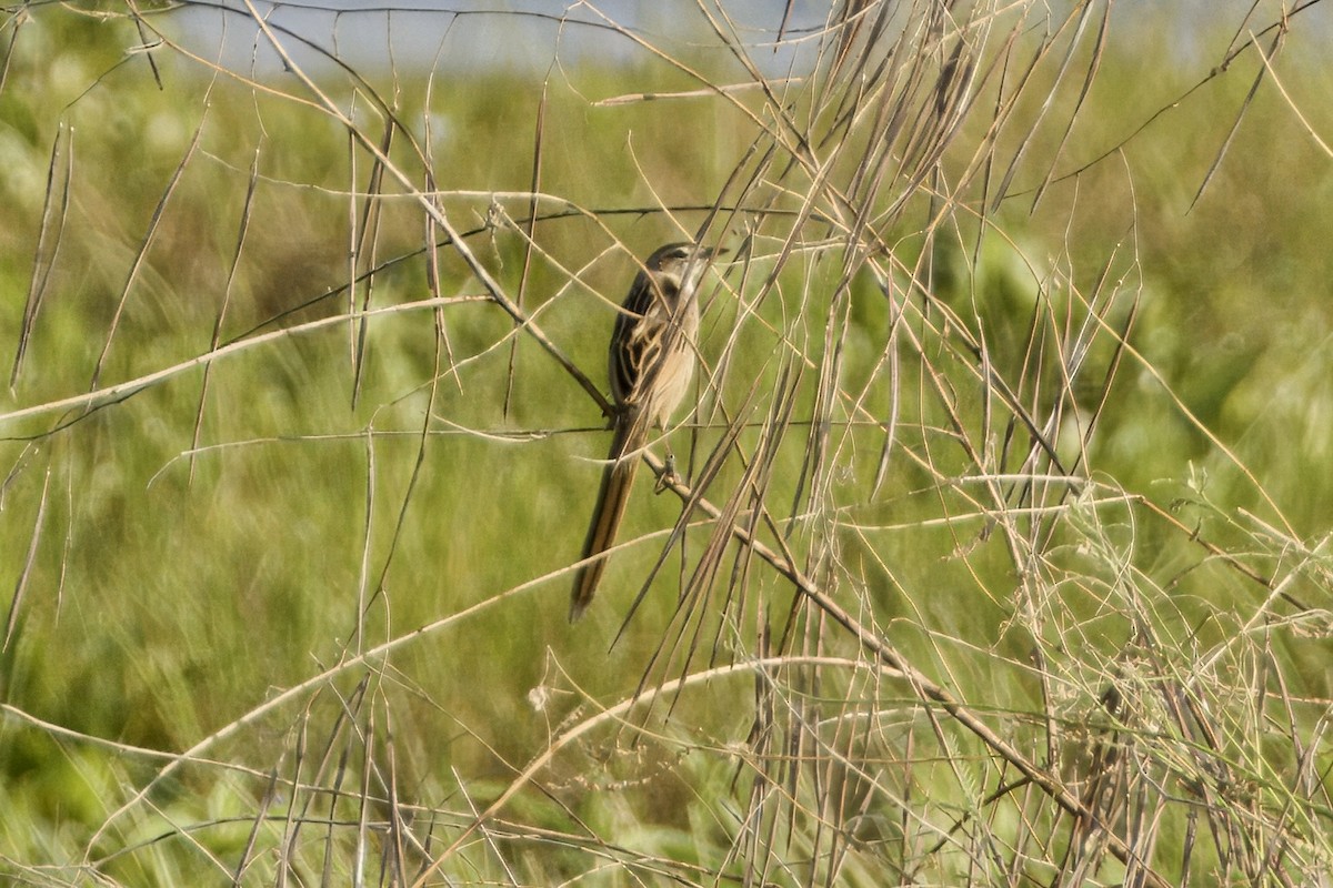 Yerbera Palustre - ML647341750