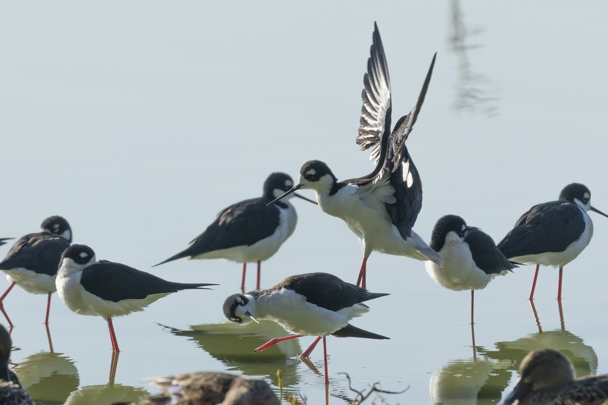 Cigüeñuela Cuellinegra - ML647341751