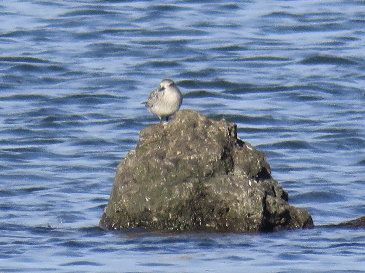 Chorlito Gris - ML647341753