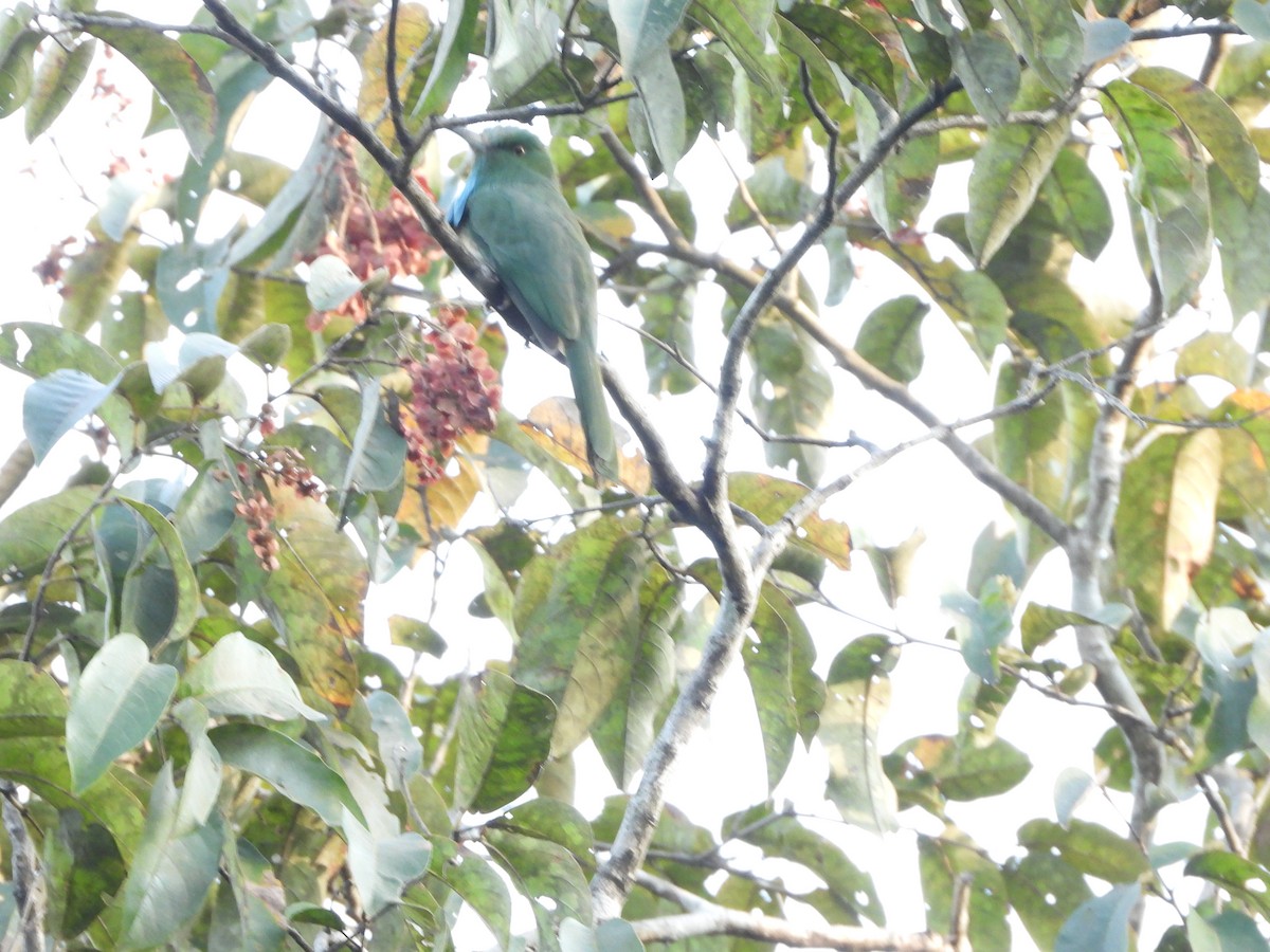 Abejaruco Barbiazul - ML647341755