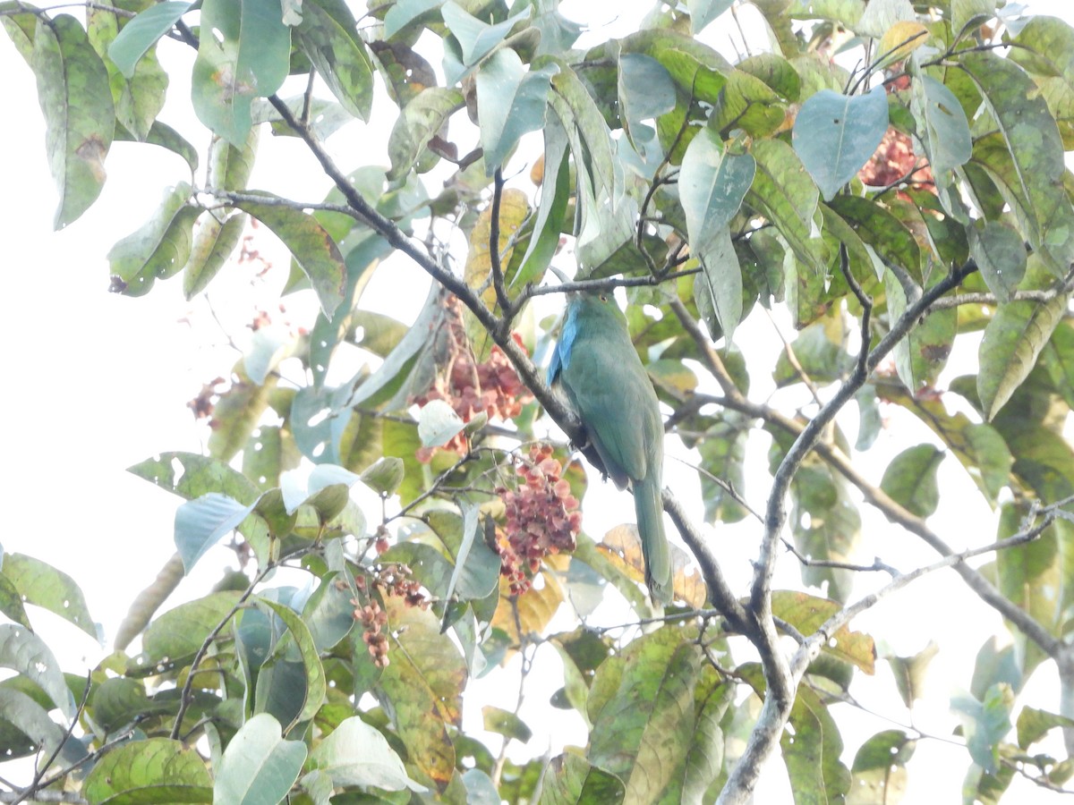 Abejaruco Barbiazul - ML647341757