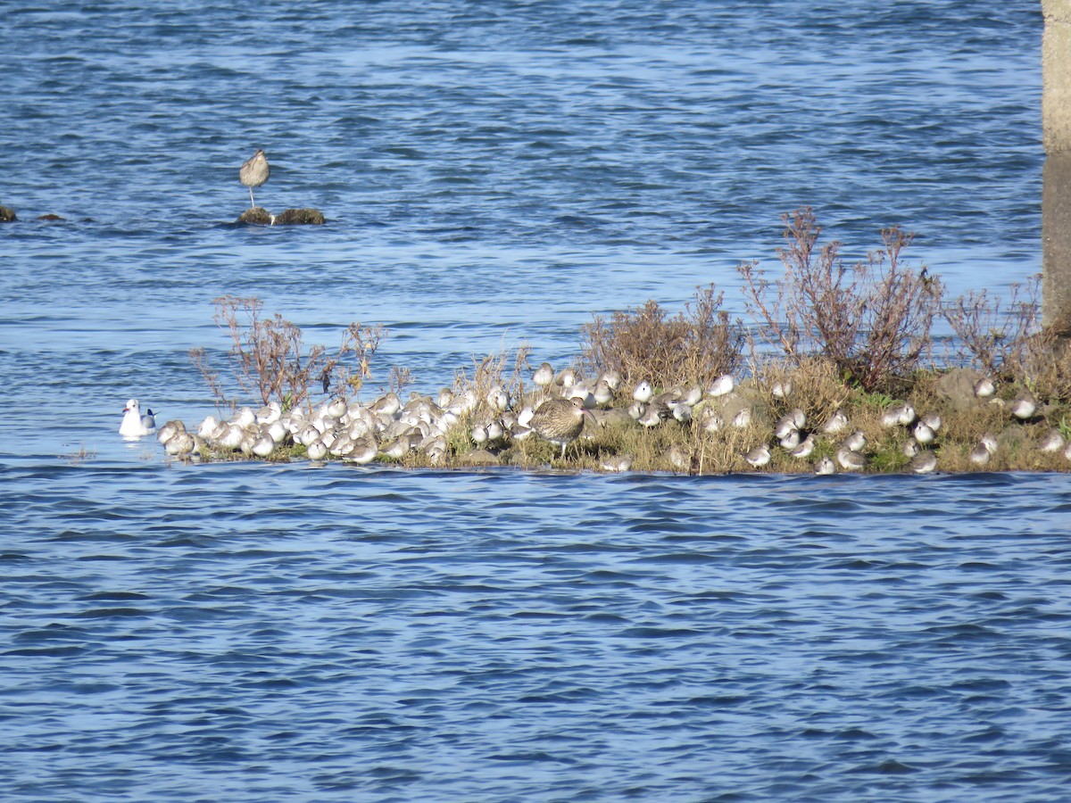 Correlimos Común - ML647341759