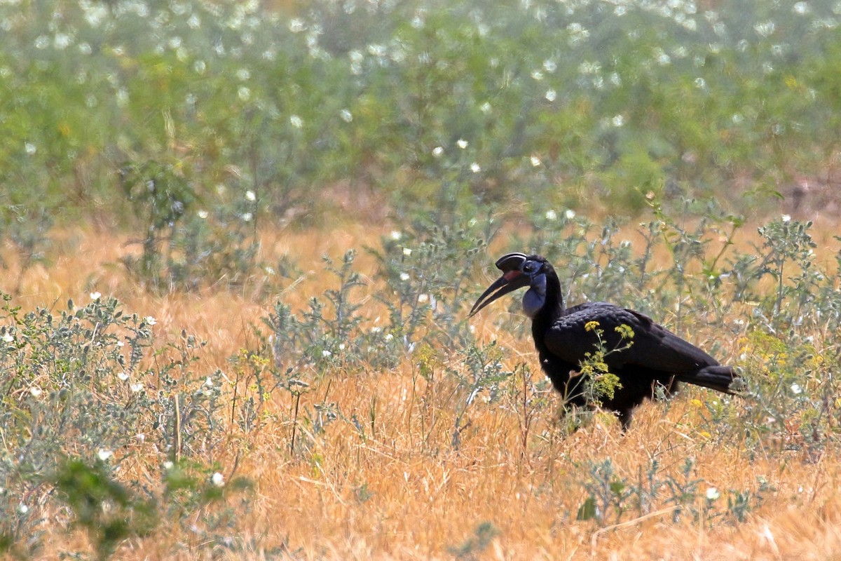 Cálao Terrestre Norteño - ML647341760