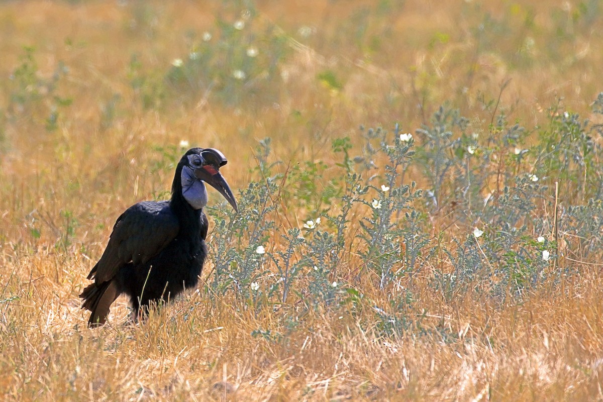 Cálao Terrestre Norteño - ML647341761
