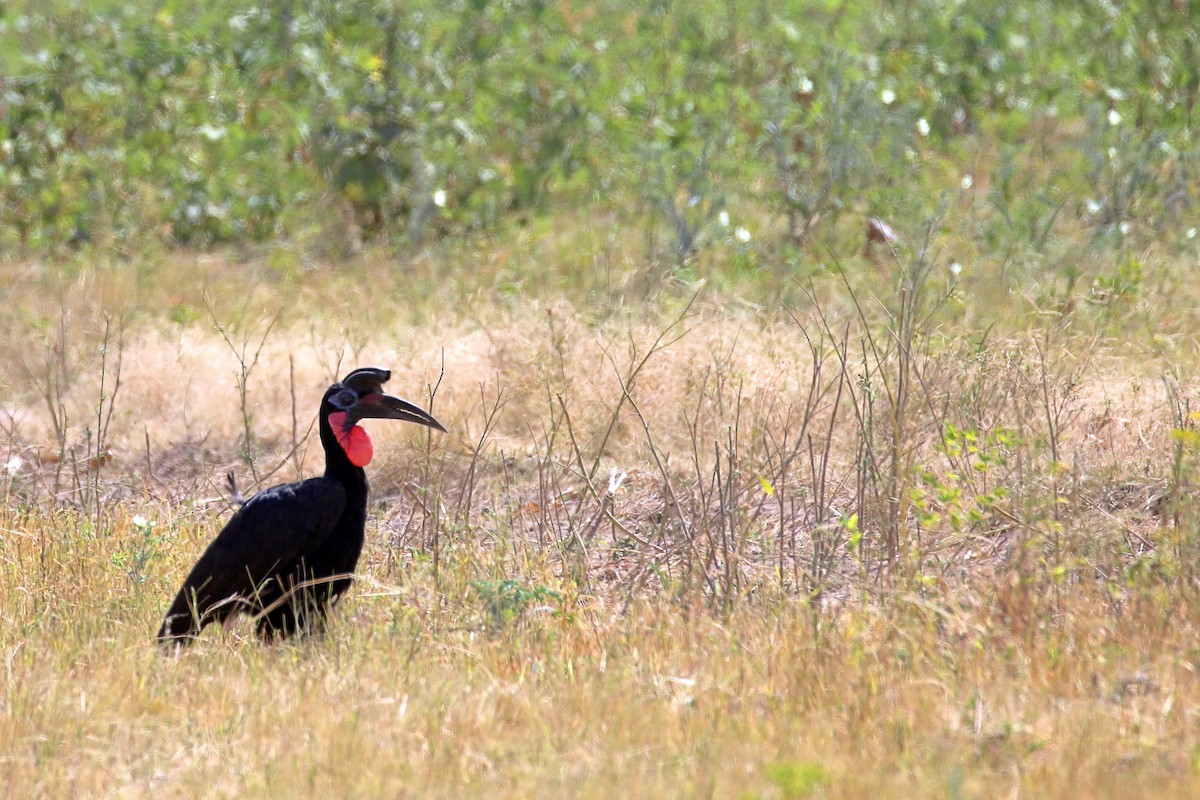 Cálao Terrestre Norteño - ML647341762
