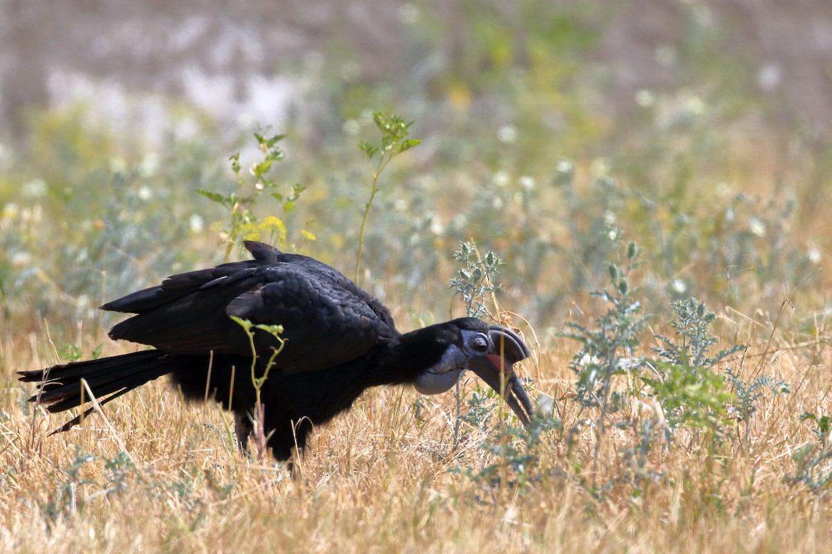 Cálao Terrestre Norteño - ML647341763