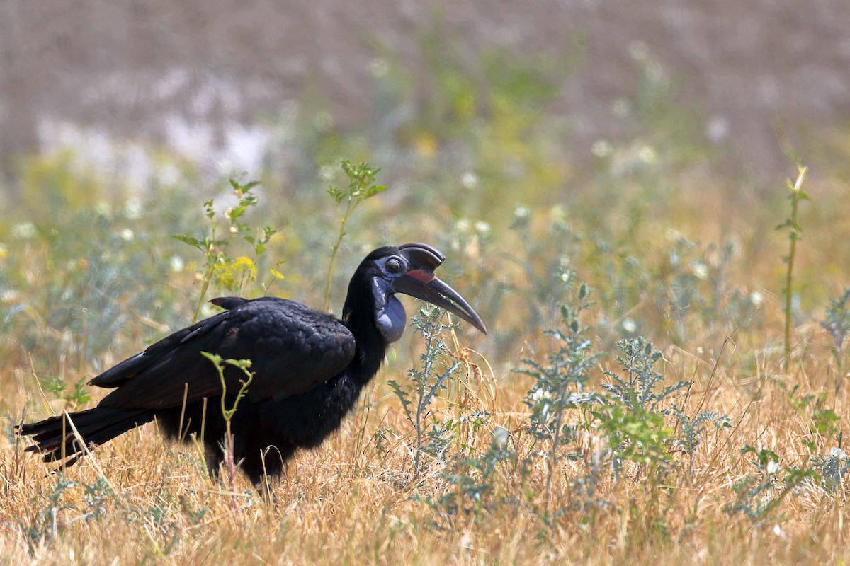 Abyssinian Ground-Hornbill - ML647341765