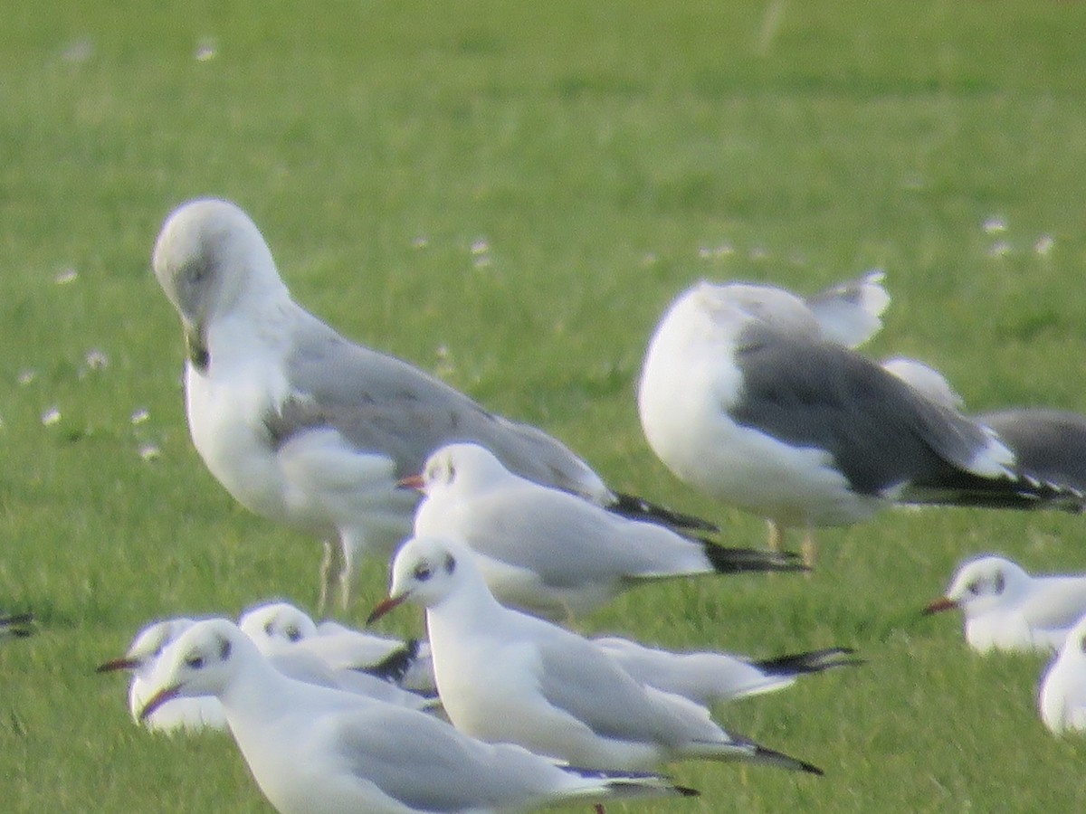 Gaviota Argéntea Europea - ML647341766