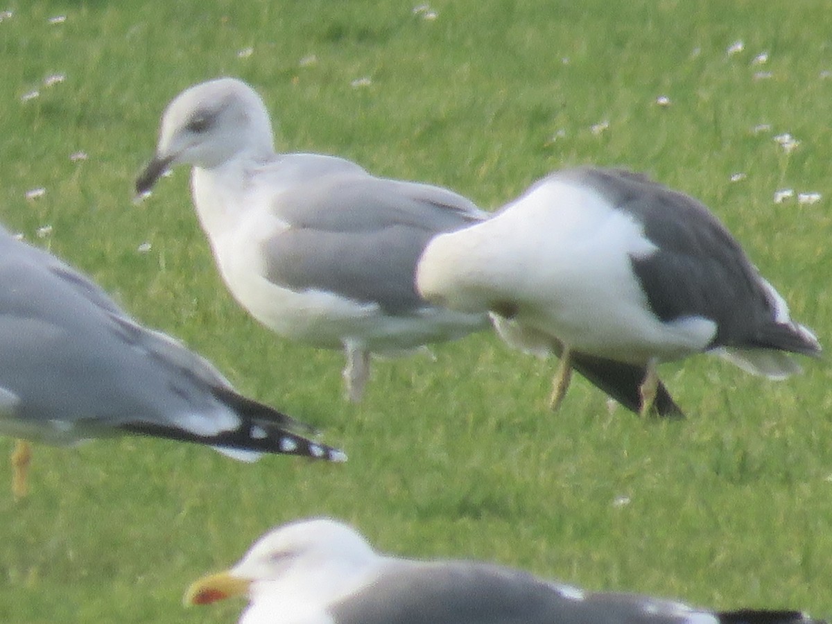 Gaviota Argéntea Europea - ML647341767