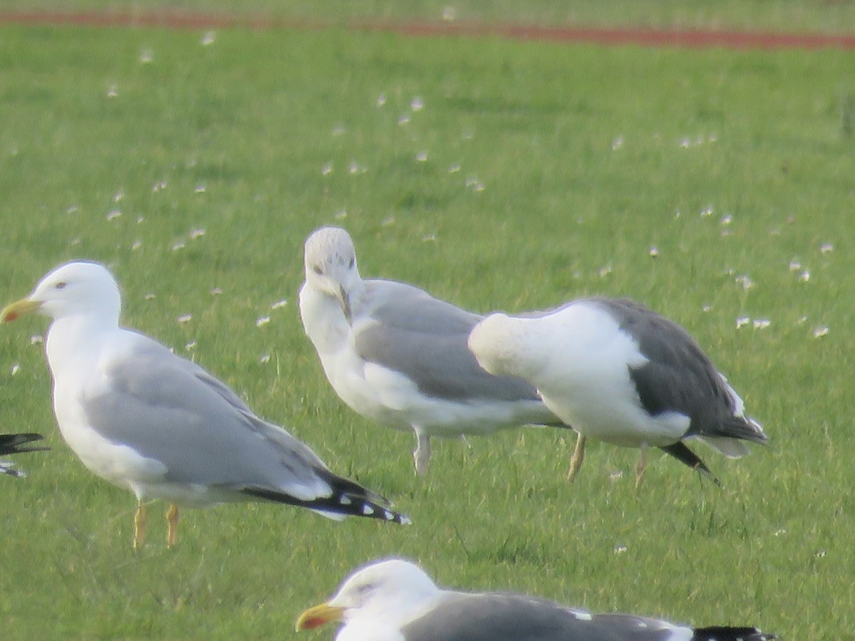 Gaviota Argéntea Europea - ML647341768