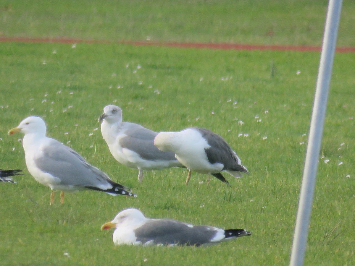 Gaviota Argéntea Europea - ML647341769