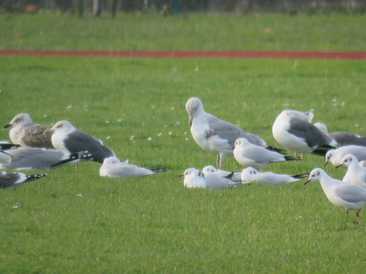 Gaviota Argéntea Europea - ML647341770
