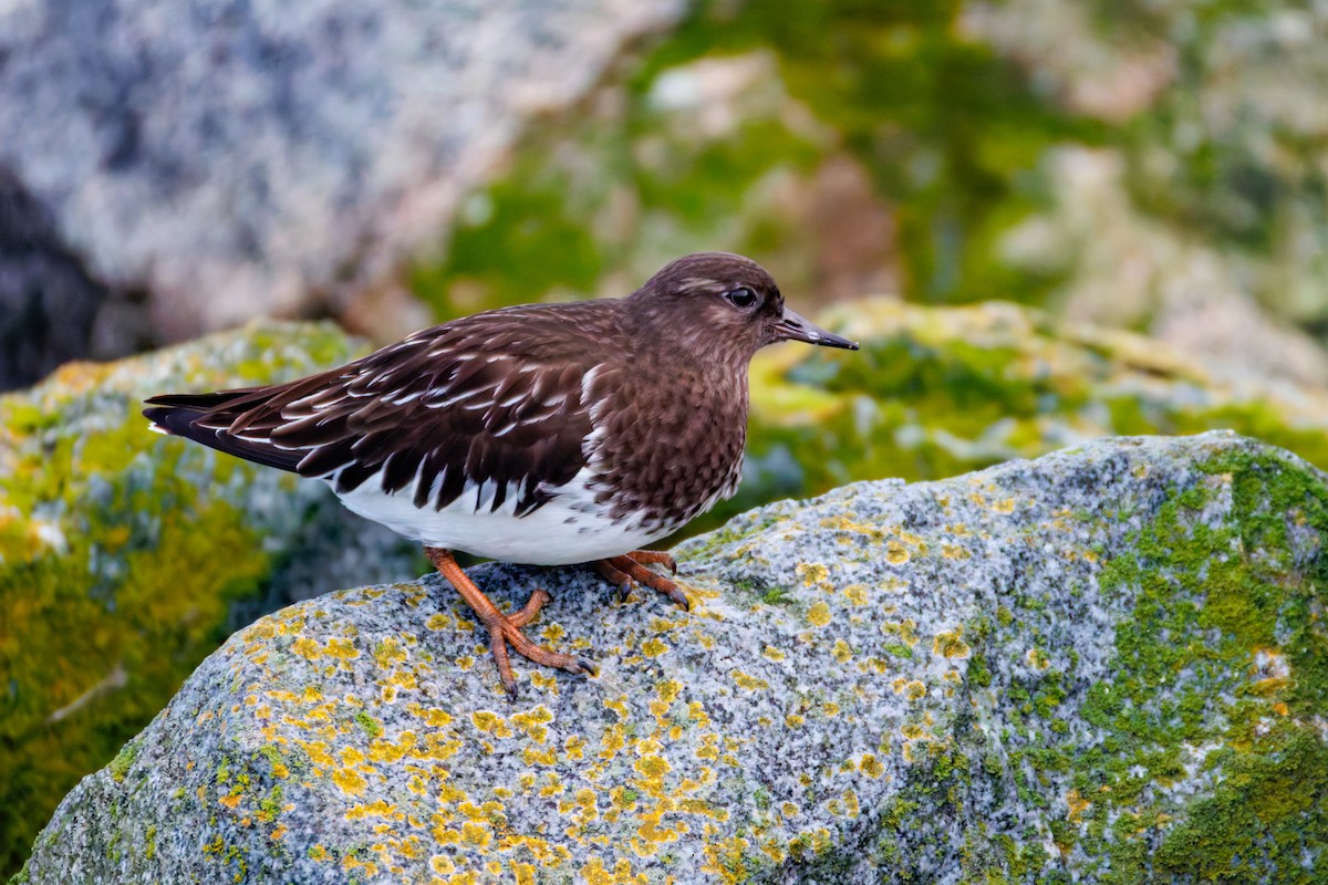 Vuelvepiedras Oscuro - ML647341771