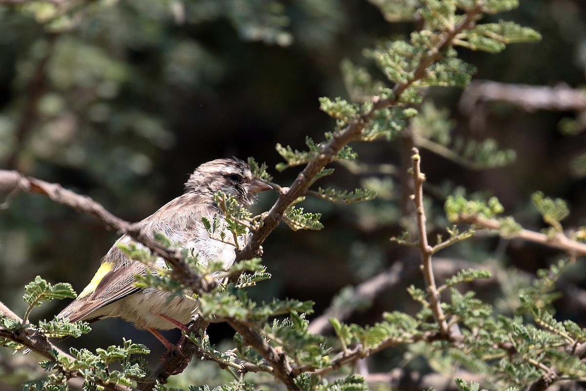 Reichenow's Seedeater - ML647341789