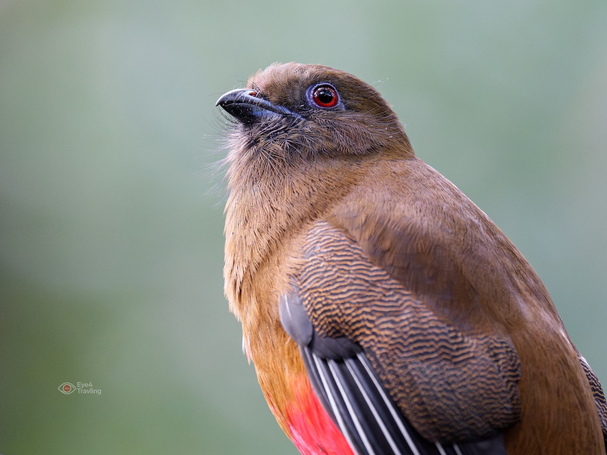 Red-headed Trogon - ML647341793