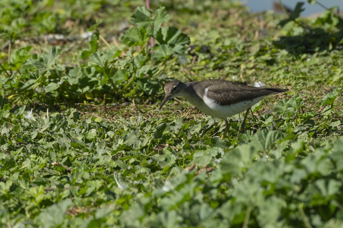 Benekli Düdükçün - ML647341794