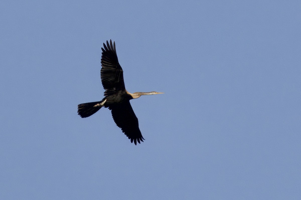 Oriental Darter - ML647341797