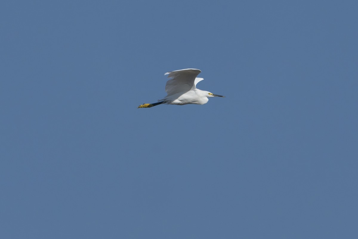 Karbeyaz Balıkçıl - ML647341806