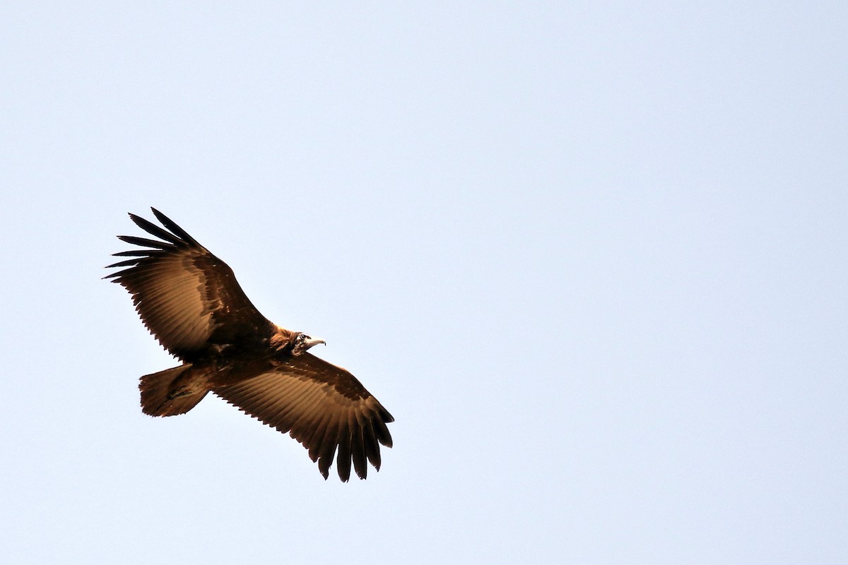 נשרון כיפה - ML647341831