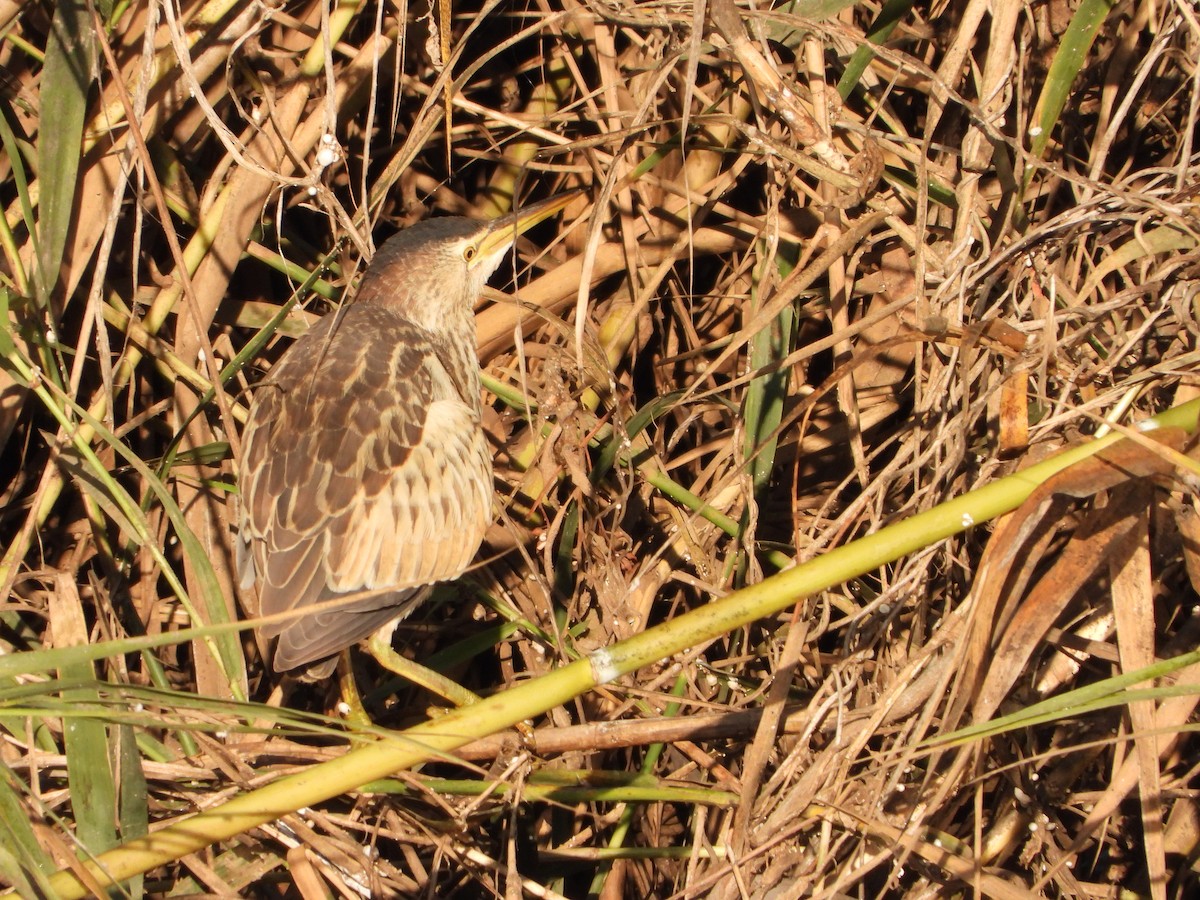 Little Bittern - ML647341833