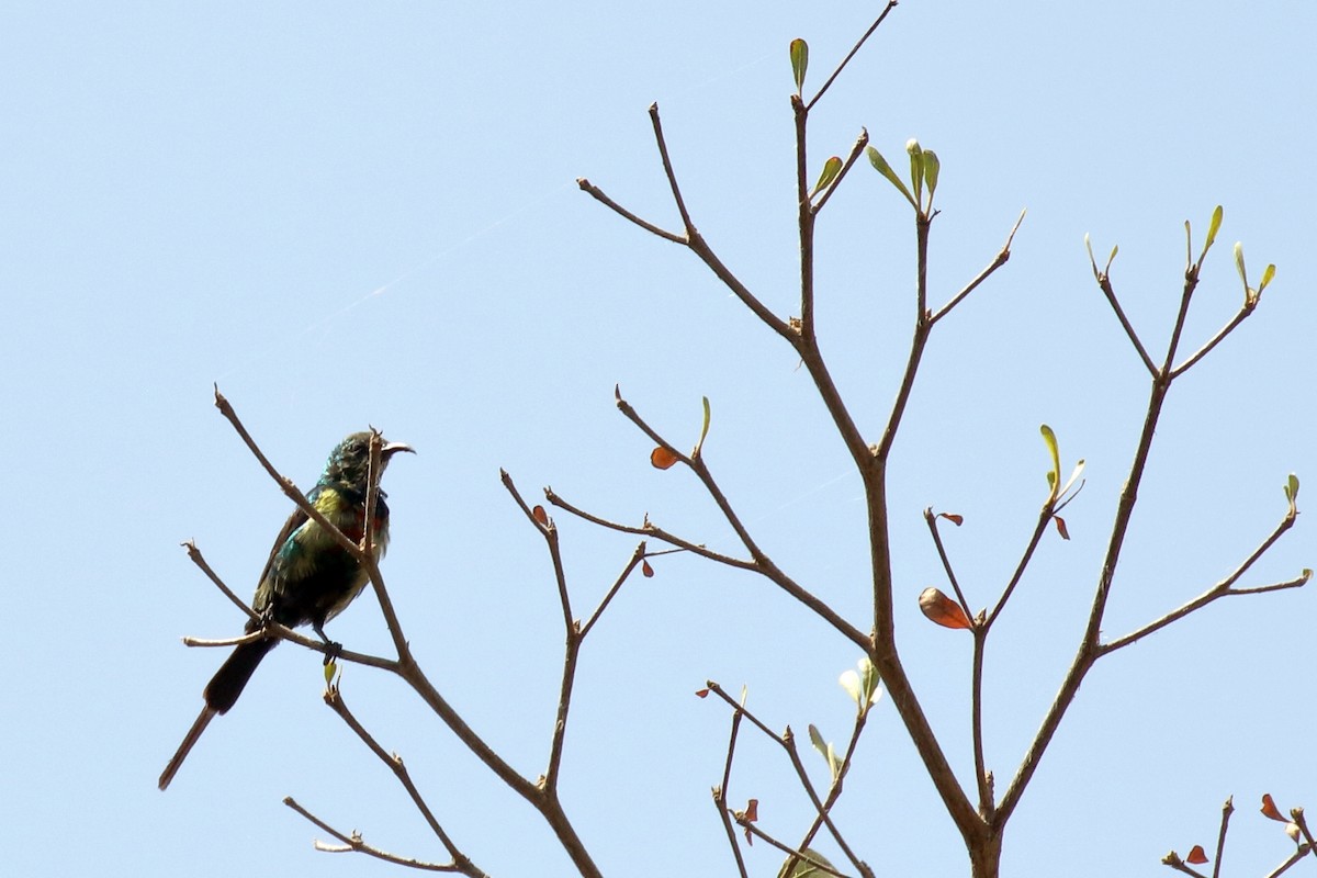 Beautiful Sunbird - ML647341844