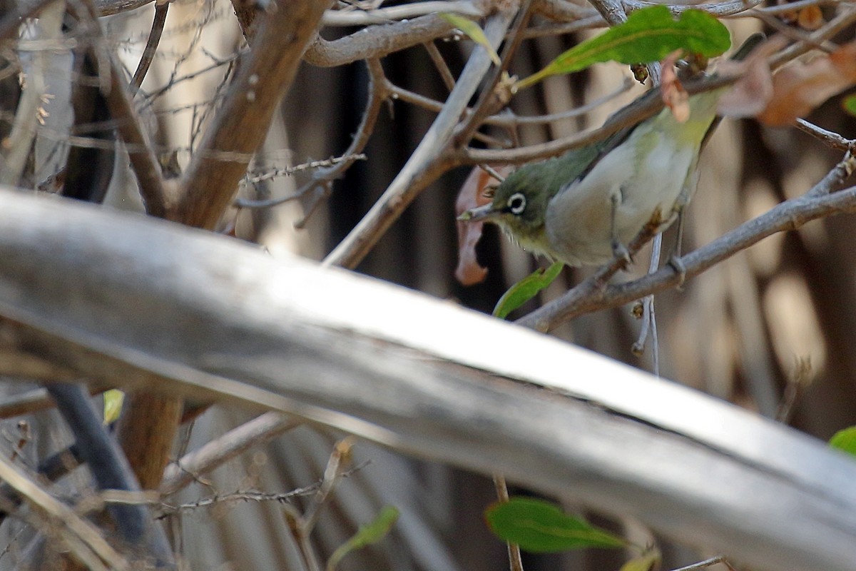 לבן-עין ערבי - ML647341848