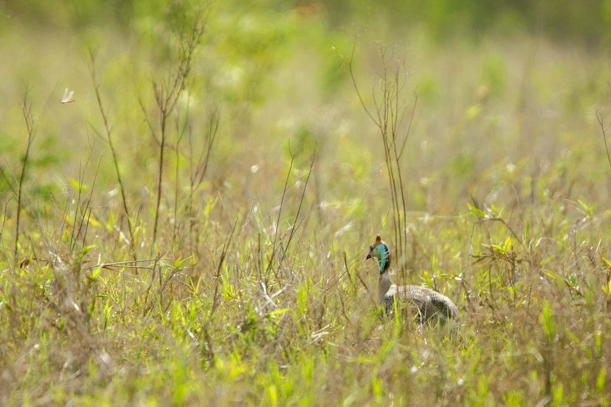 Helmeted Guineafowl (Tufted) - ML647341858