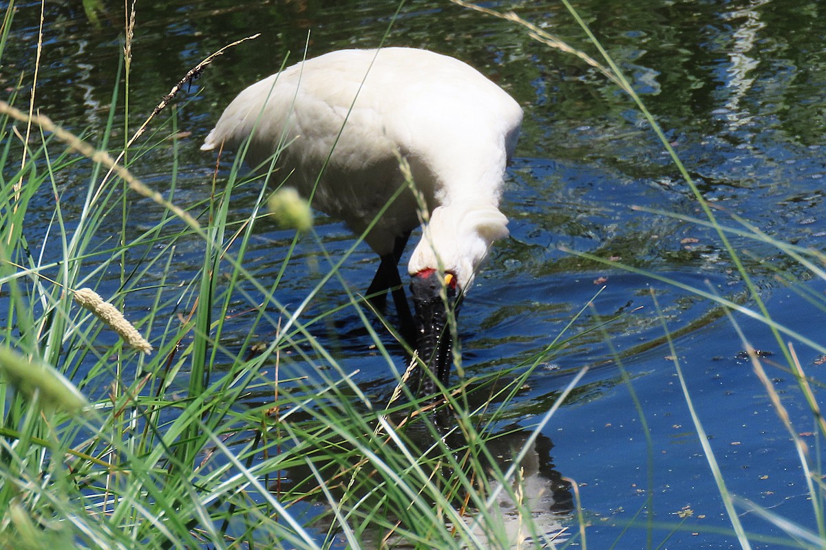 Royal Spoonbill - ML647341859