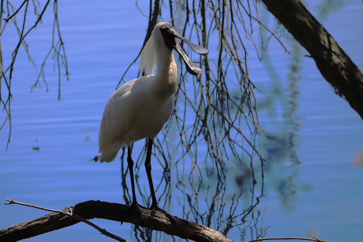 Royal Spoonbill - ML647341860