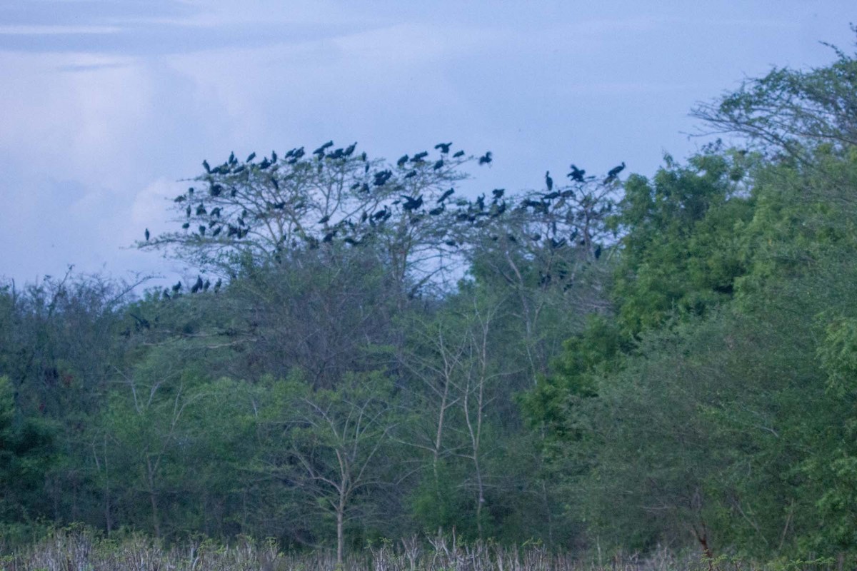 African Openbill - ML647341866