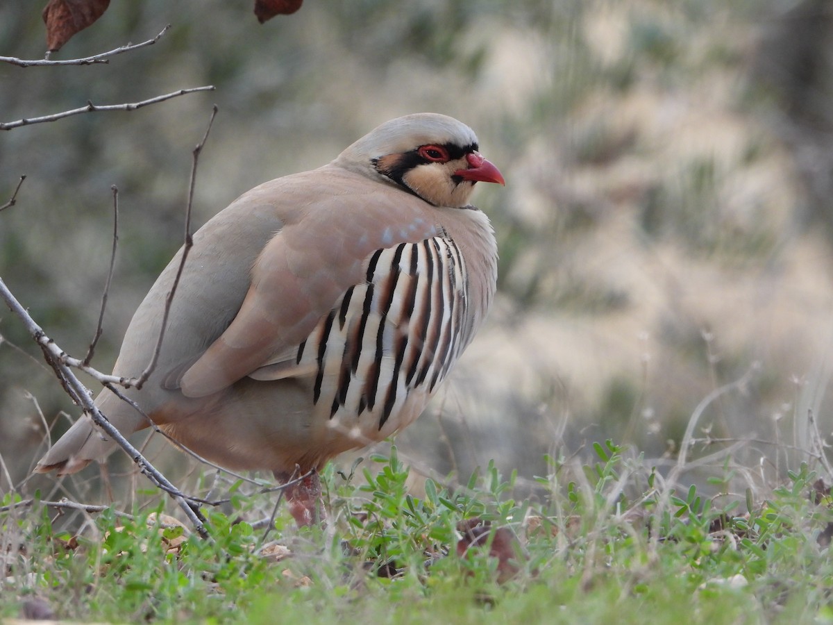 Chukar - ML647341873