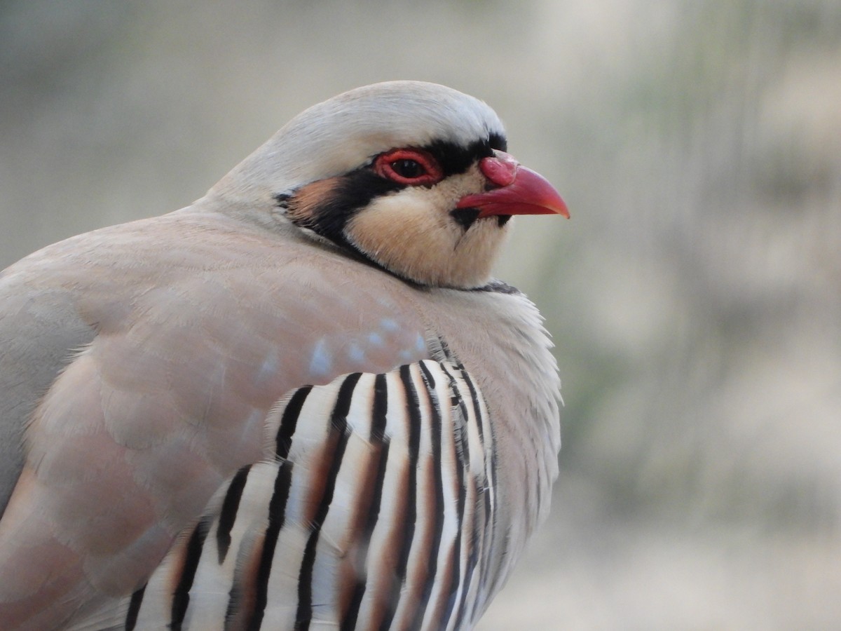 Chukar - ML647341874