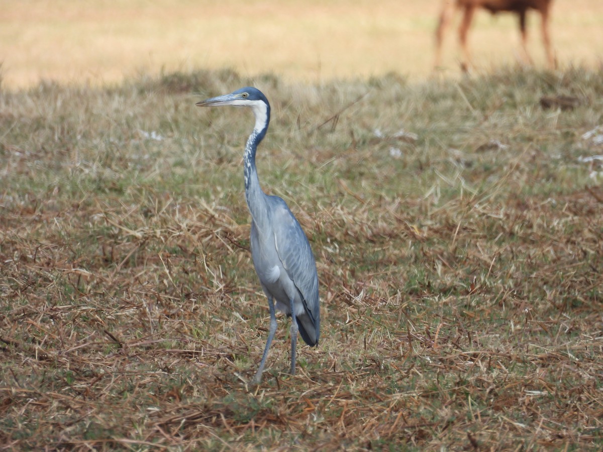 Black-headed Heron - ML647341875