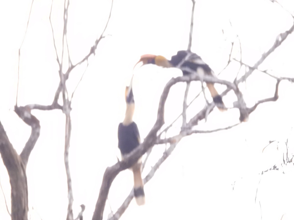 Great Hornbill - ML647341876