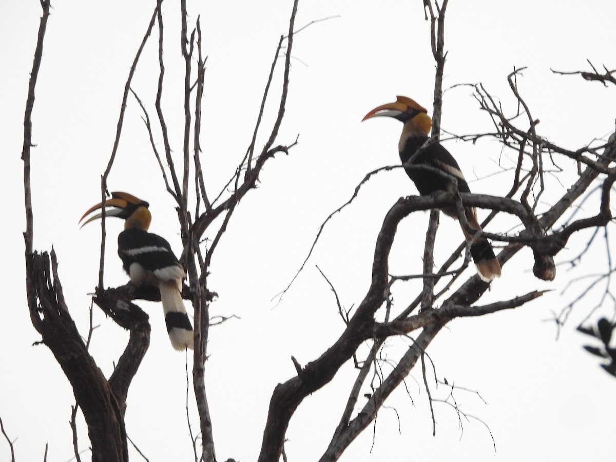 Great Hornbill - ML647341878