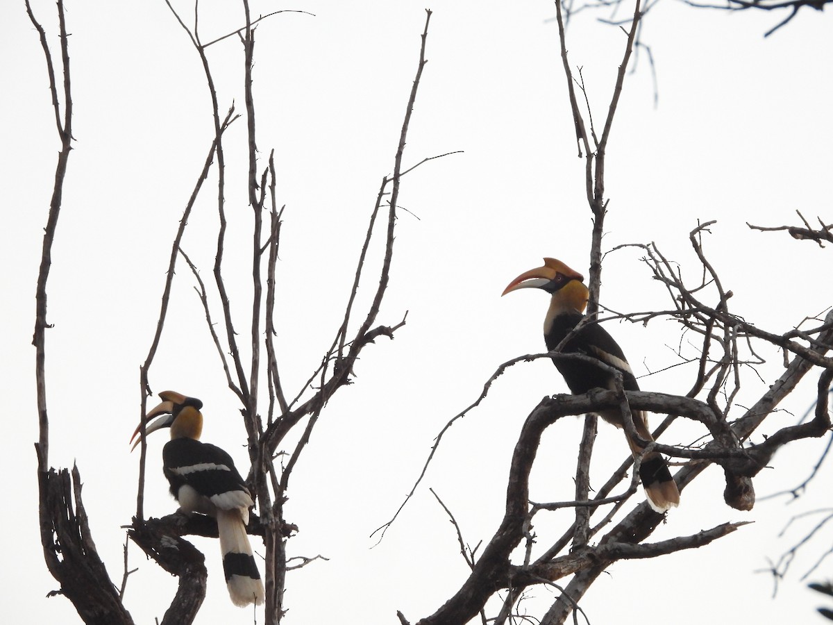 Great Hornbill - ML647341879