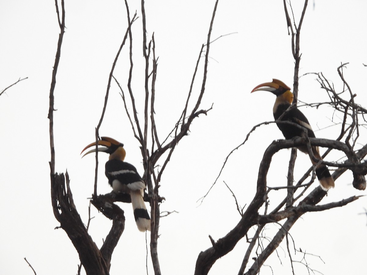 Great Hornbill - ML647341880