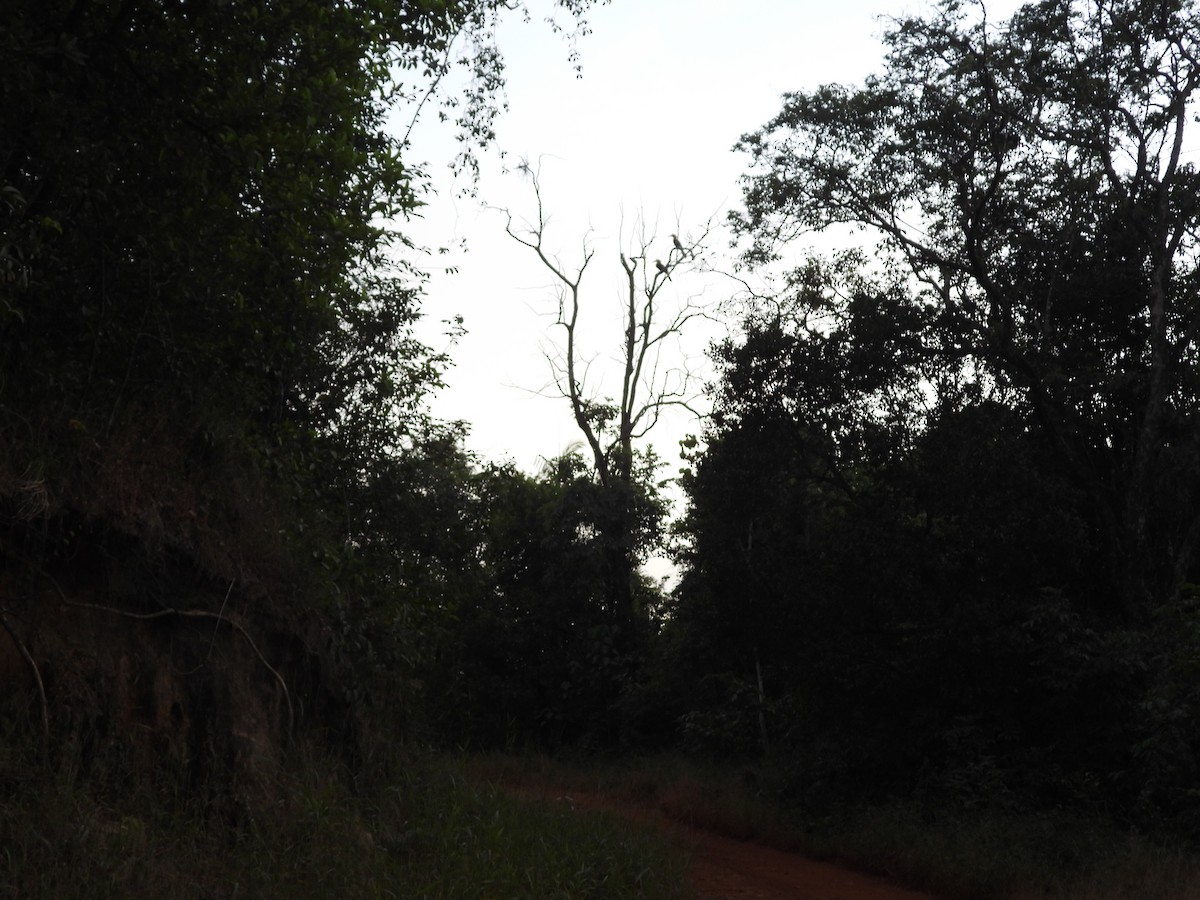 Great Hornbill - ML647341883