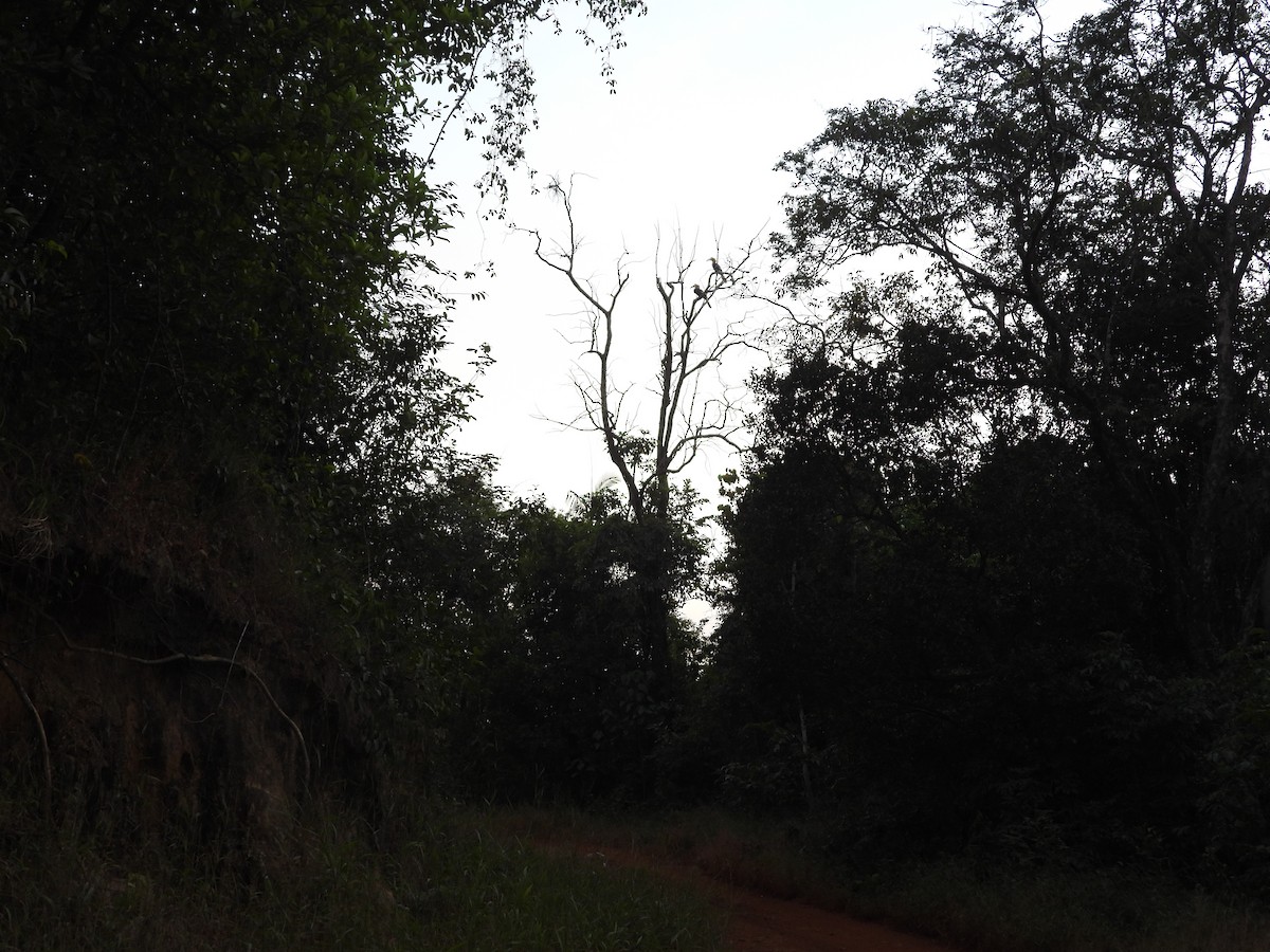 Great Hornbill - ML647341884