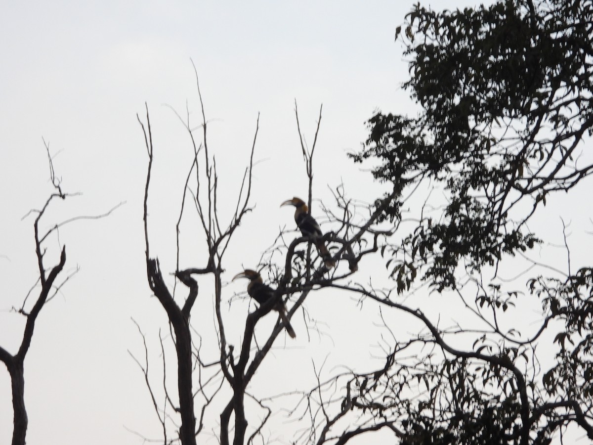 Great Hornbill - ML647341885