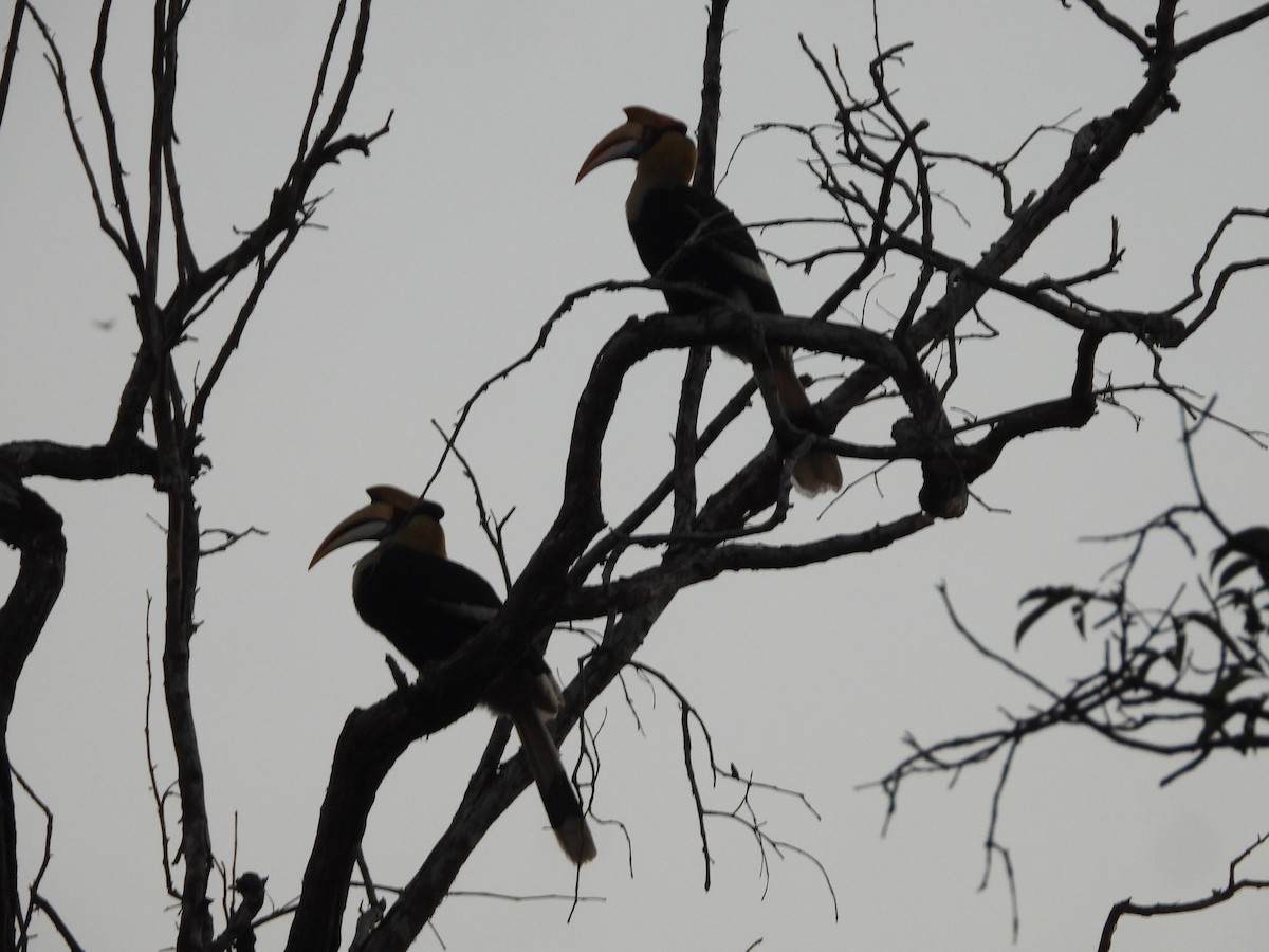 Great Hornbill - ML647341887