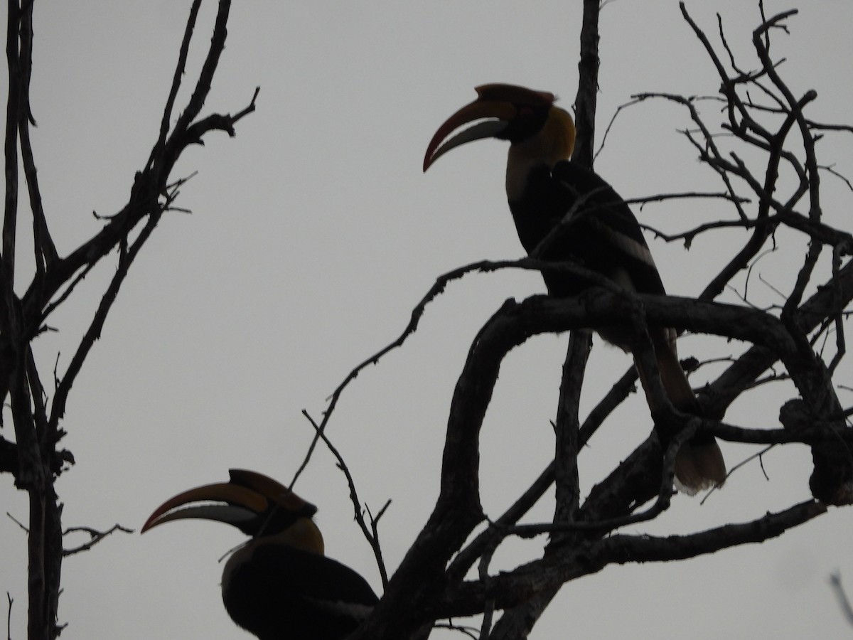 Great Hornbill - ML647341888
